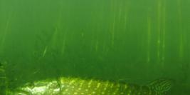 22 nov 2012 - Diverse onderwater foto's