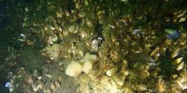 29 juni 2025 - Haarlemmermeersebos