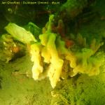 DTY.NL-260516-1105-024