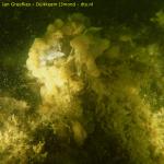 DTY.NL-260517-1006-029